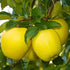 Golden Dorsett Apple(Grafted)- Fruit Plant & Tree